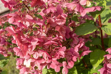 Close up of hydrangea flower.