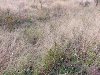 秋の休耕地に群生するメヒシバ