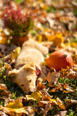 Small red puppy with pumpkins