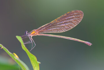 dragonfly on a leaf