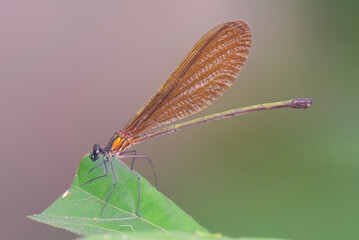 dragonfly on a leaf, its habitat is beside a small river in the tropical forest