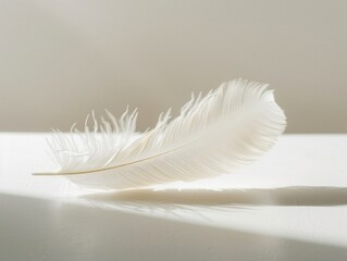 Obraz premium Delicate white feather resting on a soft surface with natural light highlighting its fine details