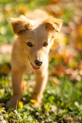Portrait of red puppy mixed breed