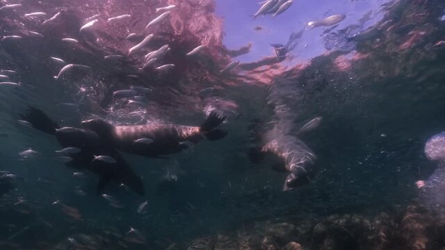 a pack of sealions float and have a sunbath on the surface, a school of sardines swim around the sealions in slow motion 4k high resolution cinematic underwater 