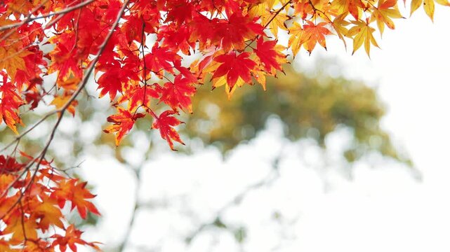 Autumn, close-up of maple trees, the season of autumn leaves