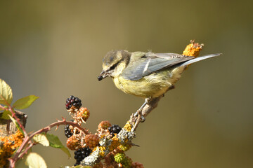 herrerillo comiendo zarzamoras