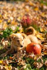 Small red puppy with pumpkins