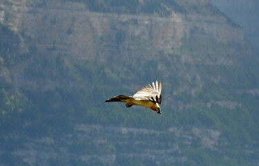quebrantahuesos en el pirineo