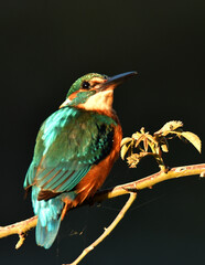martin pescador en una ramita