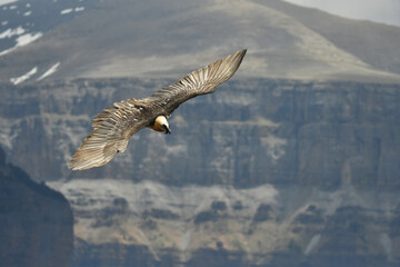 quebrantahuesos en el pirineo