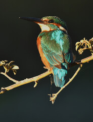 martin pescador en una ramita