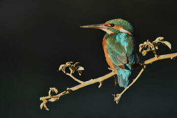 martin pescador en una ramita