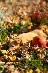 Small red puppy with pumpkins