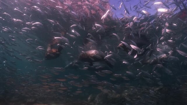 a pack of sealions float and have a sunbath on the surface, a school of sardines swim around the sealions in slow motion 4k high resolution cinematic underwater 