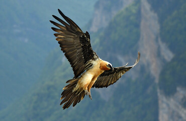 quebrantahuesos en el pirineo