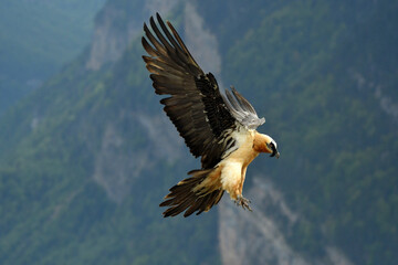 quebrantahuesos en el pirineo