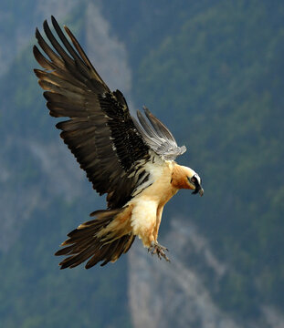 quebrantahuesos en el pirineo
