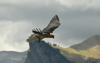 quebrantahuesos en el pirineo