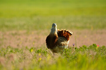 avutardas en primavera