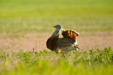 avutardas en primavera