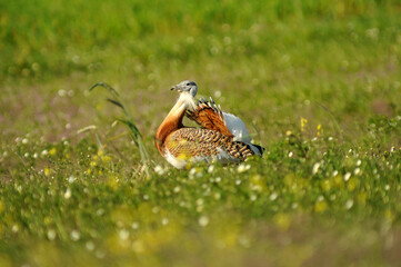 avutardas en primavera