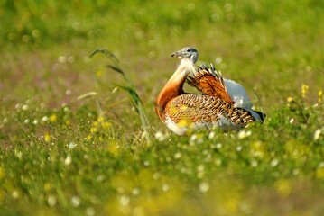 avutardas en primavera