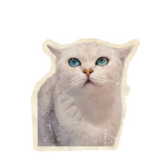 white cat on collage paper 