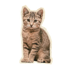 sitting cat on scrapbook collage