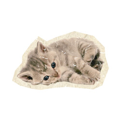 sleepy kitten on scrapbook collage