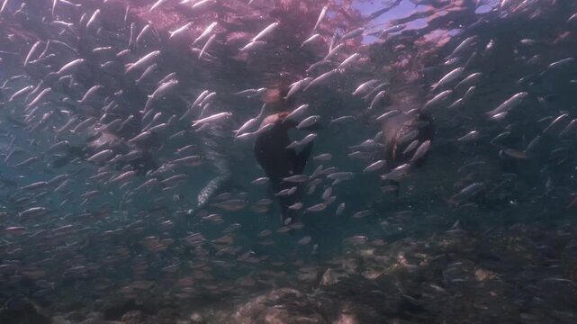 a pack of sealions float and have a sunbath on the surface, a school of sardines swim around the sealions in slow motion 4k high resolution cinematic underwater 