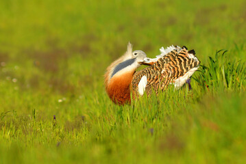 avutardas en primavera
