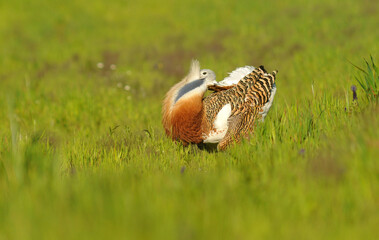 avutardas en primavera