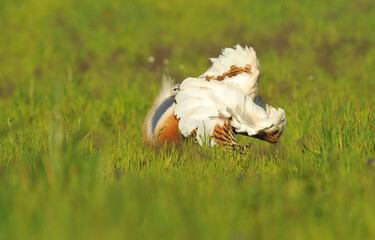 avutardas en primavera