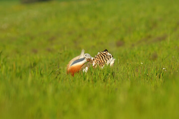 avutardas en primavera