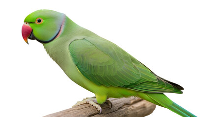 Close up of a green parrot bird or parakeet isolated on a white background wildlife and nature