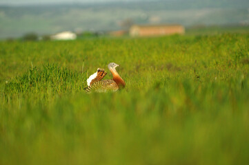 avutardas en primavera