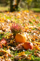 Pumpkins on an fallen autumn leaves