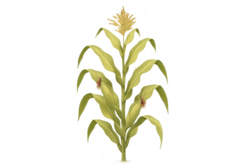 Corn plant growing, showing maize stalk, leaves, and tassel for agriculture and food production