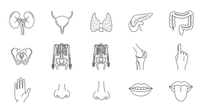 Human anatomy line art illustration showcasing various organs and body parts