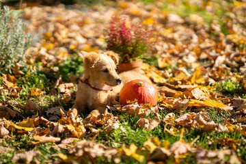 Small red puppy with pumpkins