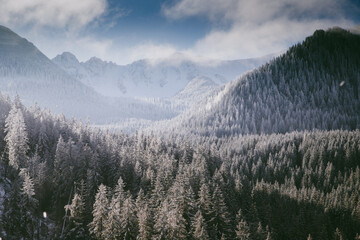 aerial view of snow covered fir trees