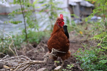 Rooster in the garden looking for food, rural area