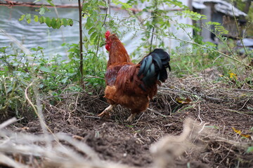 Rooster in the garden looking for food, rural area