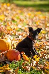 Small black puppy mixed breed with pumpkins