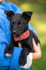 Woman wearing blue pullover holds black adopted puppy mixed breed on her hands