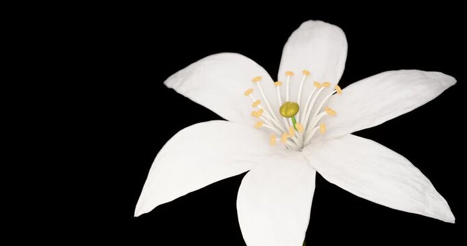Blooming orange blossom. Growing blossom from bud to big flower on black background. Macro view. 4K 3D rendering animation.