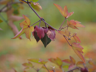 植物　自然　風景　秋
