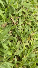 Green Grass with Healthy and Wilted Leaves in Natural Outdoor Setting
