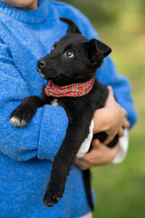 Woman wearing blue pullover holds black adopted puppy mixed breed on her hands
