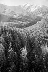 aerial view of snow covered fir trees